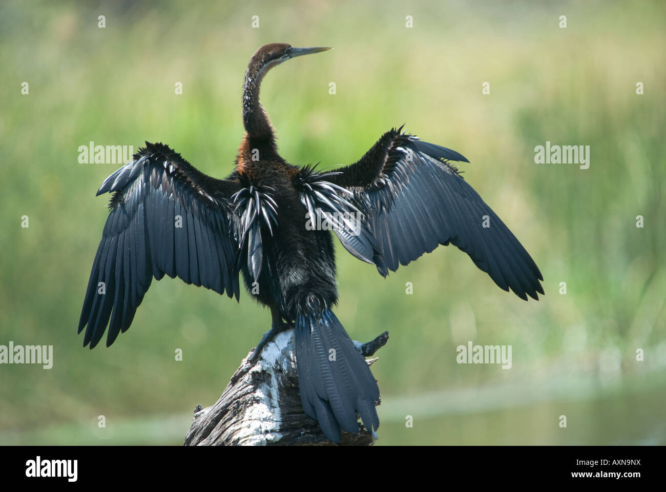 Eine afrikanische Darter Sunnineg selbst auf einem Baumstamm in einem Wasserloch im afrikanischen Busch Stockfoto