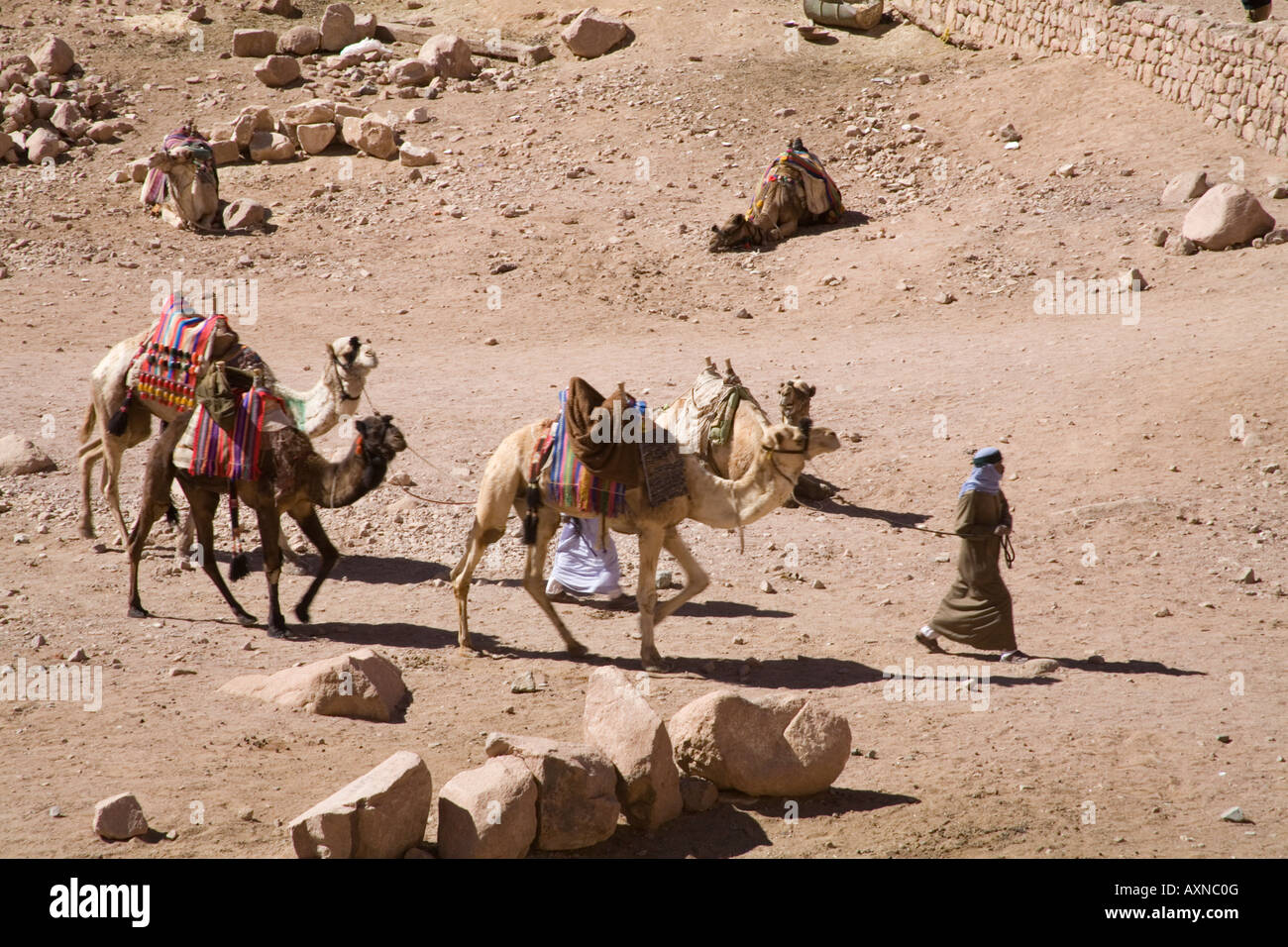 Sinai Wüste Ägypten Nordafrika Februar zwei Beduinen Männer ihren Kamelen entlang einer gut ausgeschilderte Strecke führt Stockfoto