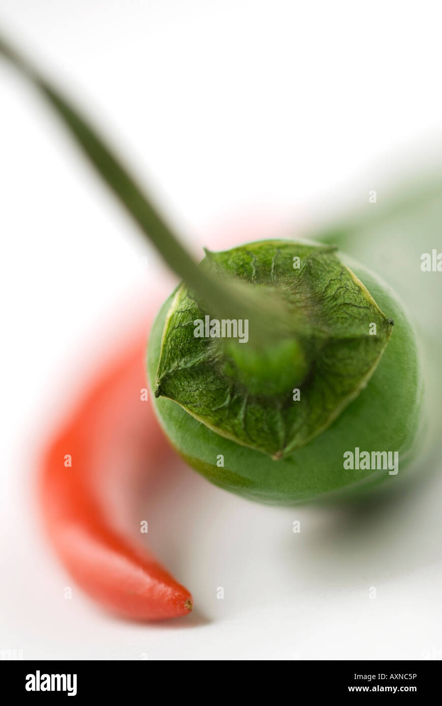 rote und grüne Chilischoten Stockfoto