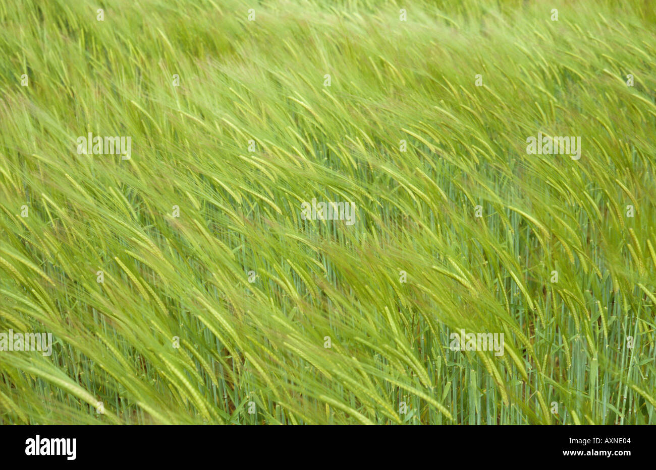 Köpfe von zwei Wintergersten Sommergerste oder Hordeum Distichon weht im Wind Stockfoto