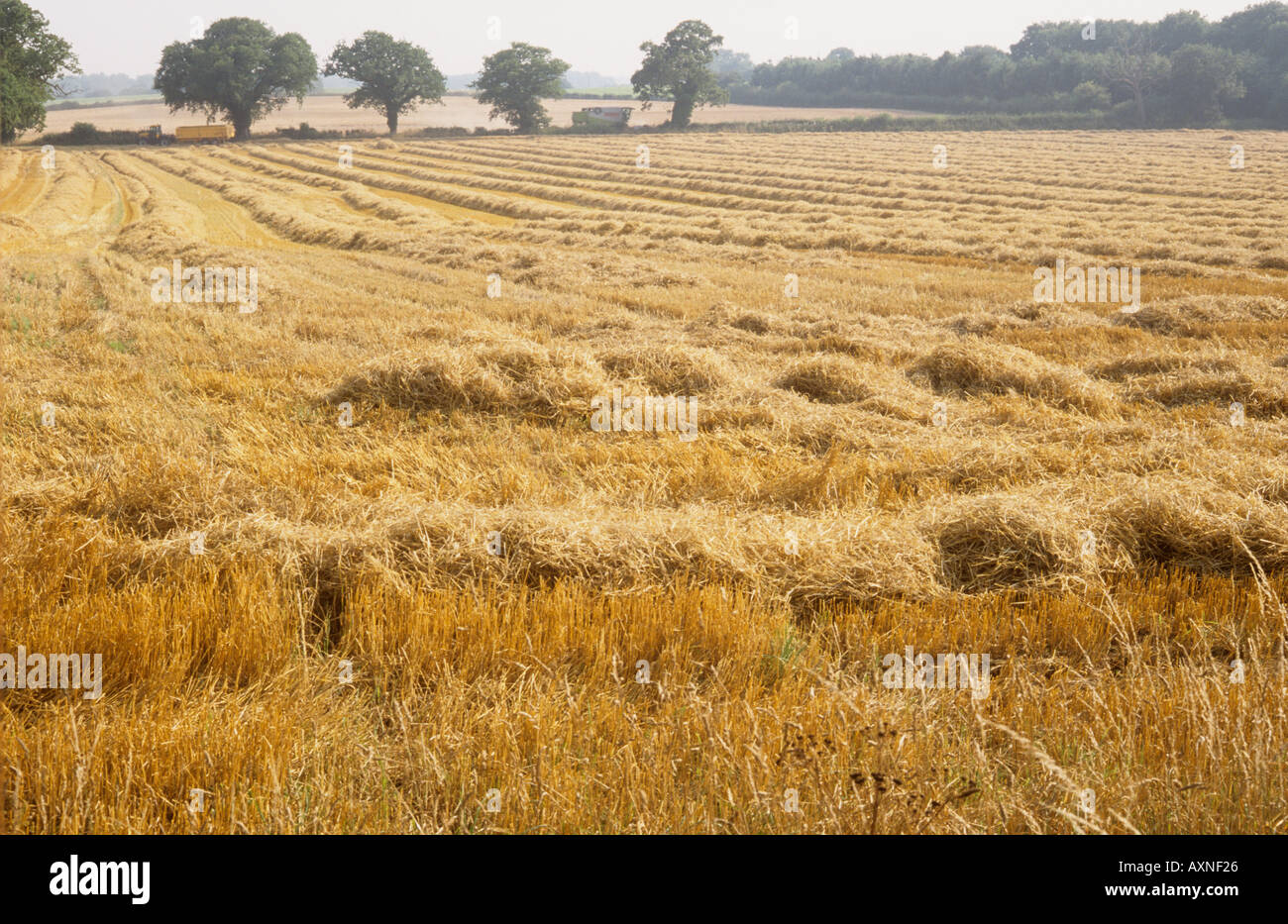 Feld, in dem Getreide geerntet worden ist, verlassen, Stroh oder Stiele für Pressen Stockfoto