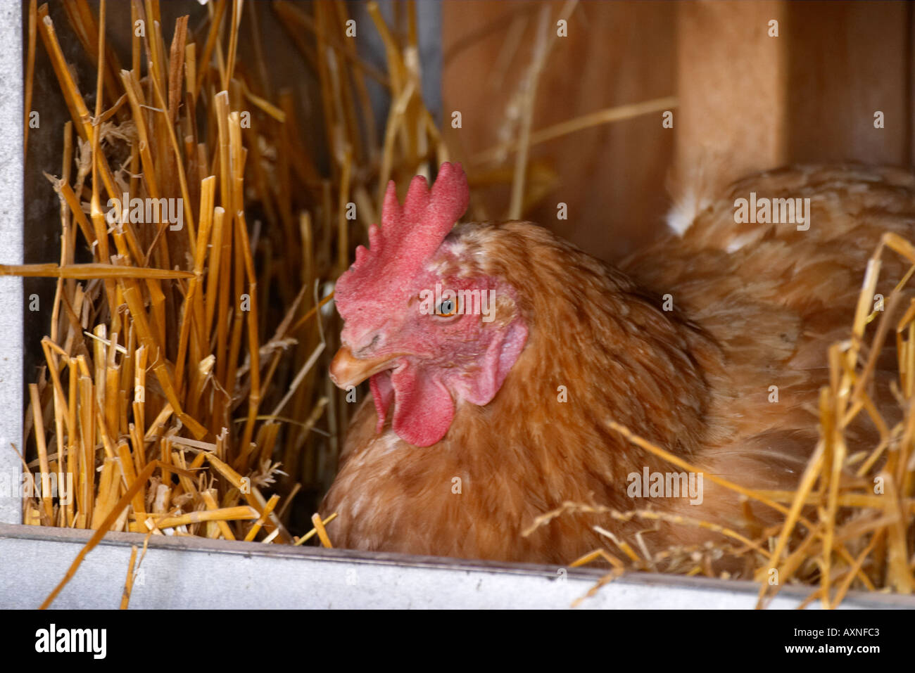 Vieh Grayslake Illinois freie Auswahl Huhn am Bio-Bauernhof im Nistkasten New Hampshire rot Stockfoto
