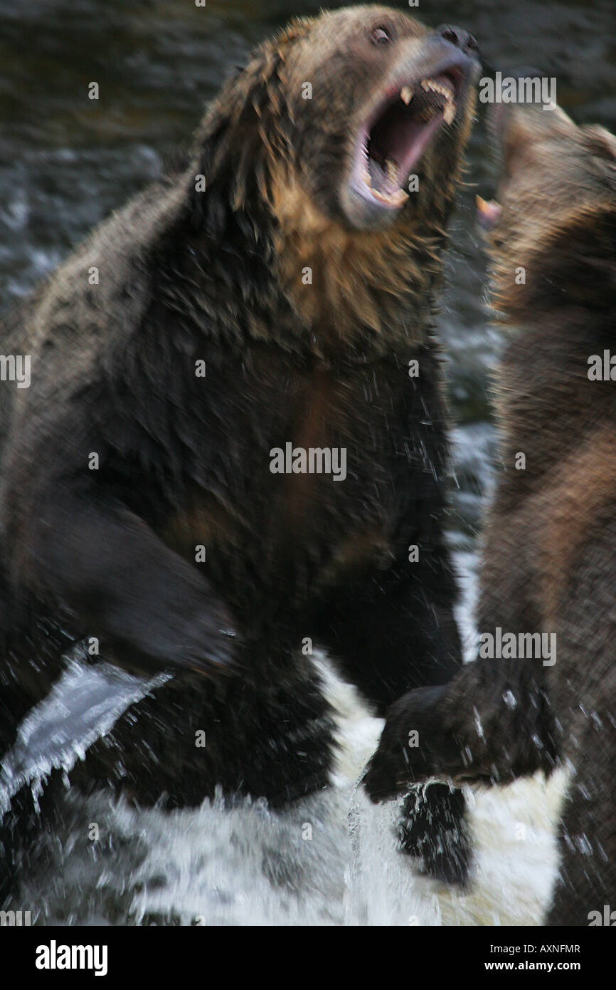 Weibliche Grizzlybär (Ursus Arctos Horribilis) Abwehr ein Bär, die zu nahe an ihre jungen während der Fütterung eingegriffen hat Stockfoto