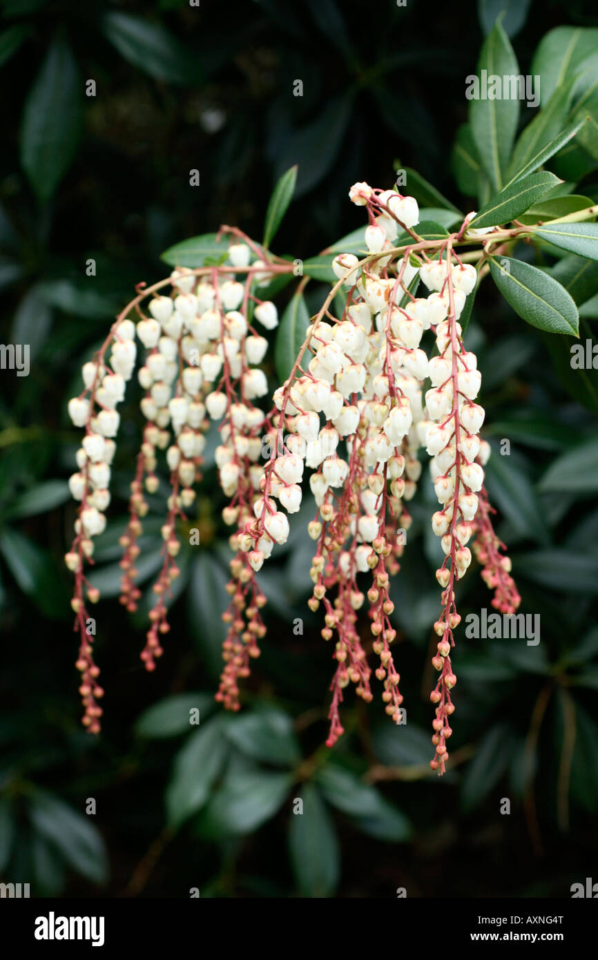 PIERIS FORMOSA KUGEL DES FEUERS IN BLÜTE ENDE MÄRZ Stockfoto