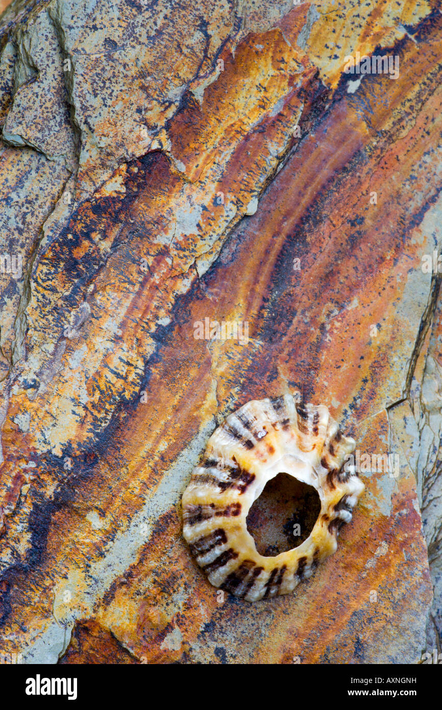 Limpet Schale auf Kupfer farbigen Felsen gebrochen Größe Devon Stockfoto
