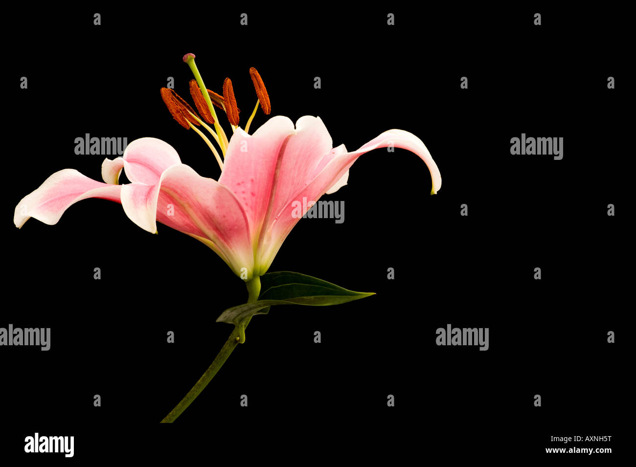einzigen rosa Lilie Schönheit hübsche Ruhe Ruhe Ruhe Erinnerungen Sympathie Stockfoto