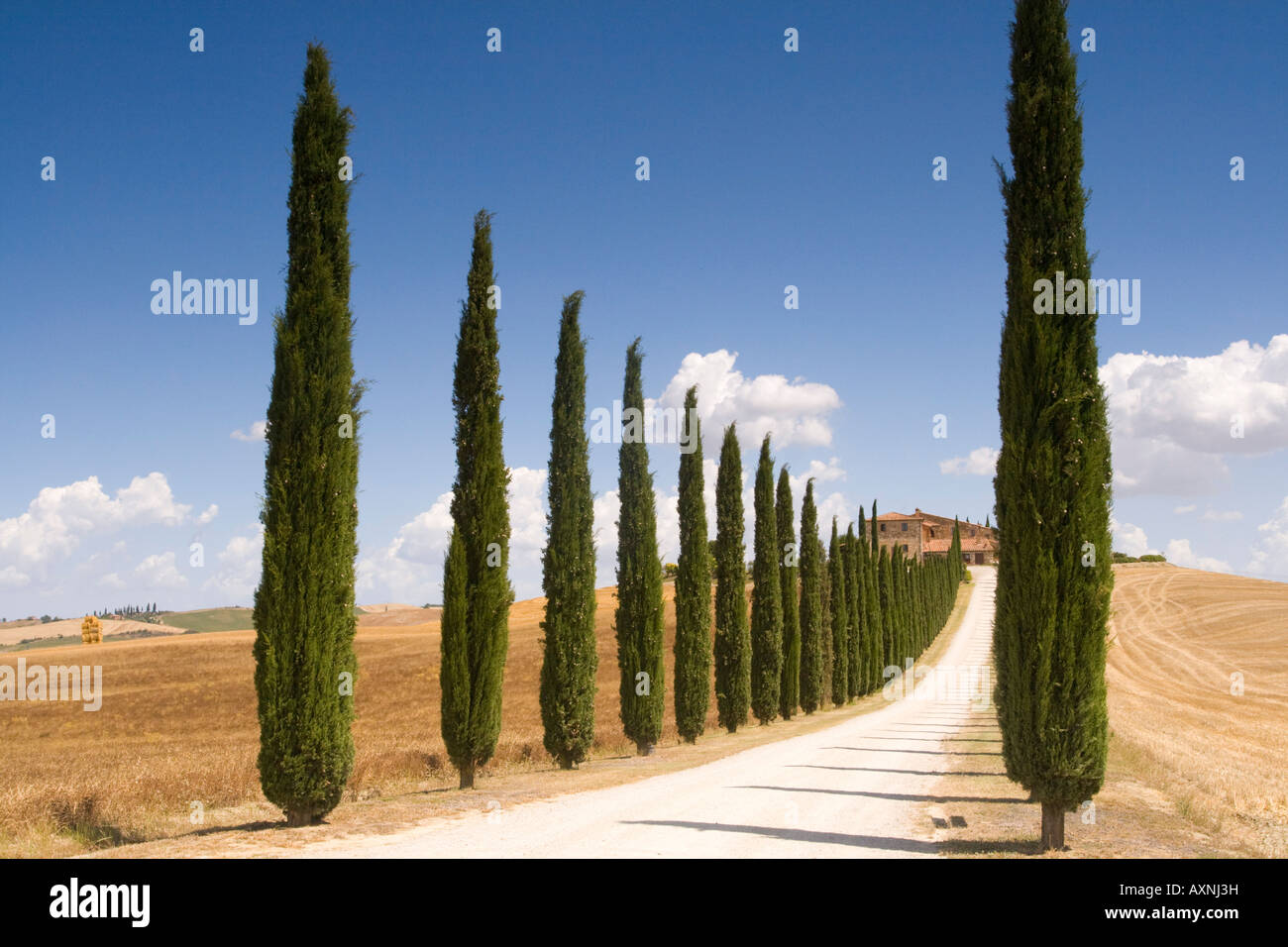 Zypressen führt zu Villa Toskana Italien Stockfoto