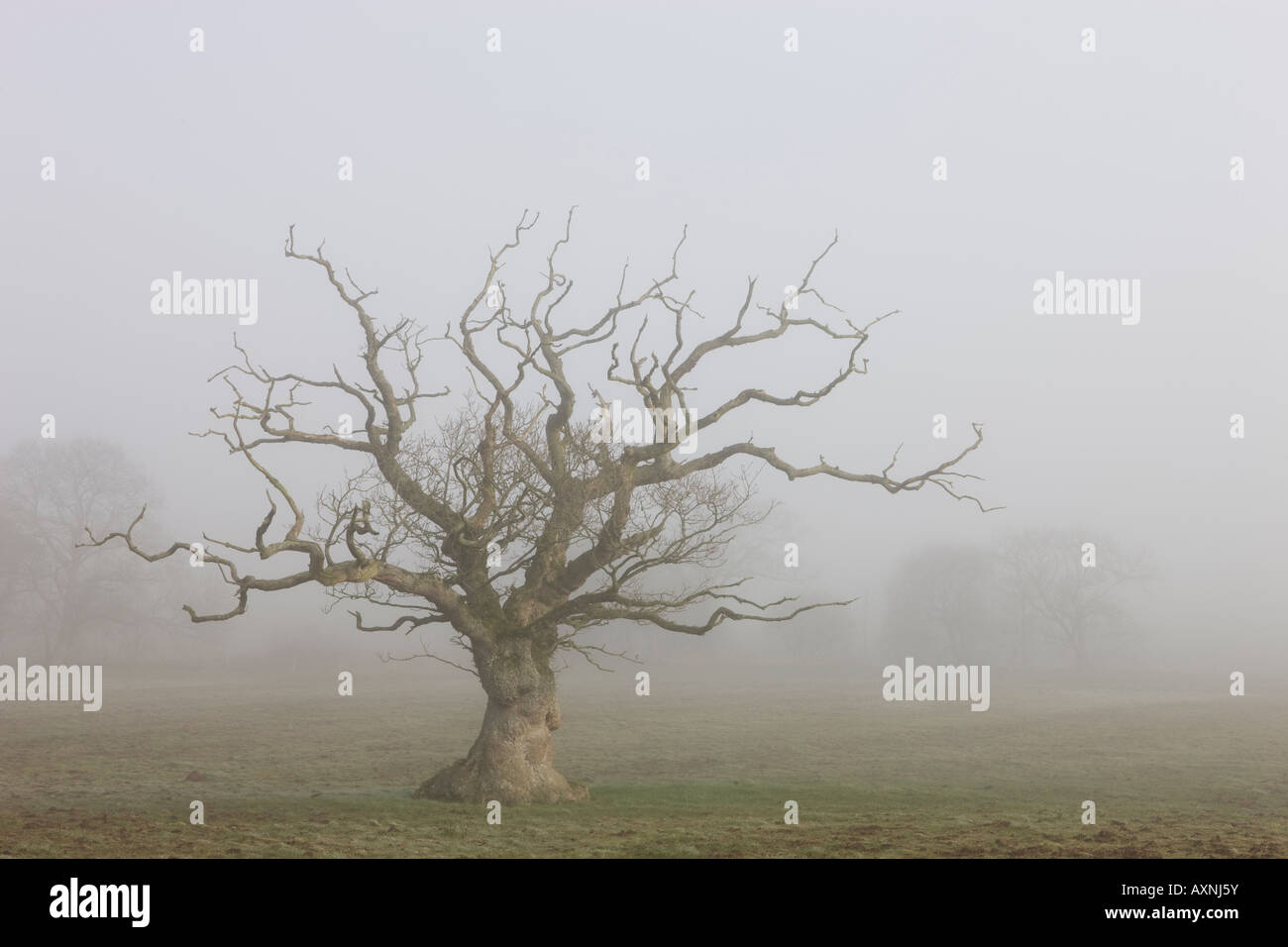 Baum im Feld, umgeben von dichten Nebel, Devon Landschaft Stockfoto
