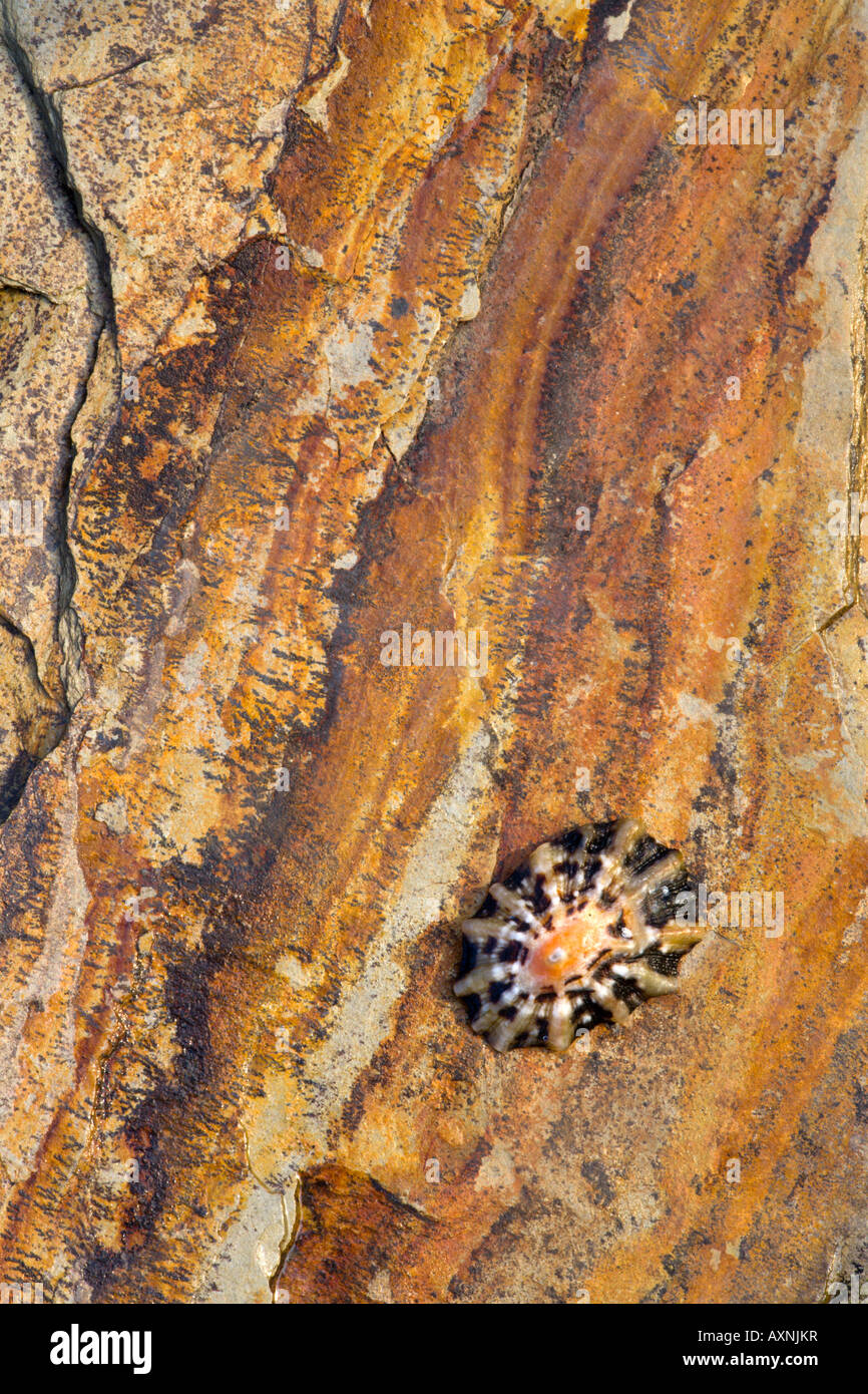 Limpet Schale auf Kupfer farbigen Felsen, Größe, Devon Stockfoto