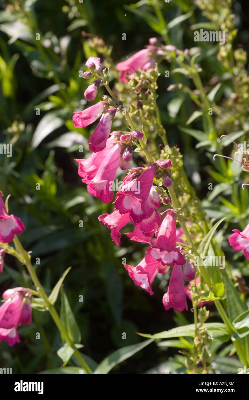 Penstemon George Startseite Stockfoto