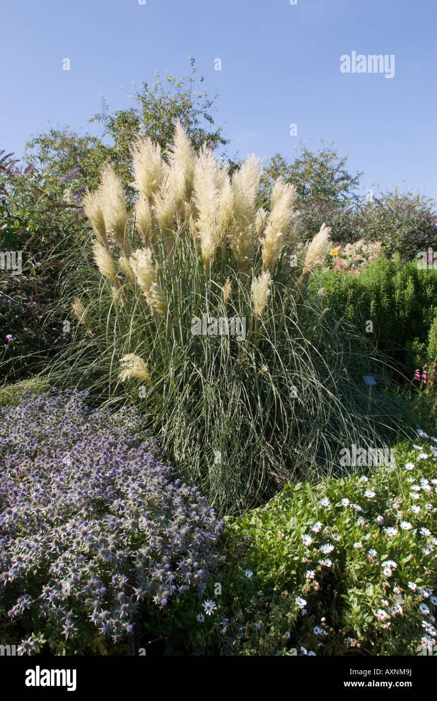 Cortaderia Selloana Pumila Stockfoto