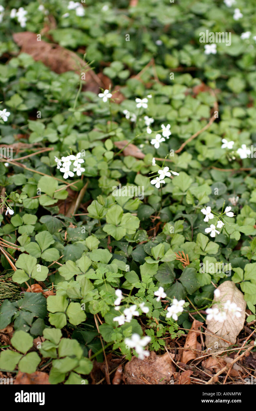 CARDAMINE TRIFOLIA WÄCHST IM SCHATTEN UNTER STRÄUCHERN Stockfoto