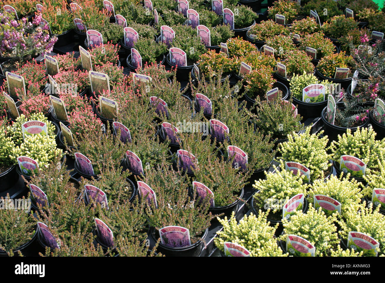 Anzeige der verschiedenen alpinen Stil Pflanzen und Heidekraut für Verkauf, Garten Center in der Nähe von Kilmarnock, Schottland Stockfoto