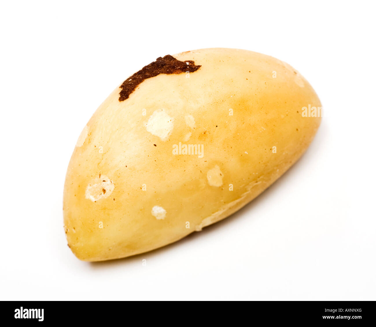 Paranuss Kernel hautnah Stockfoto