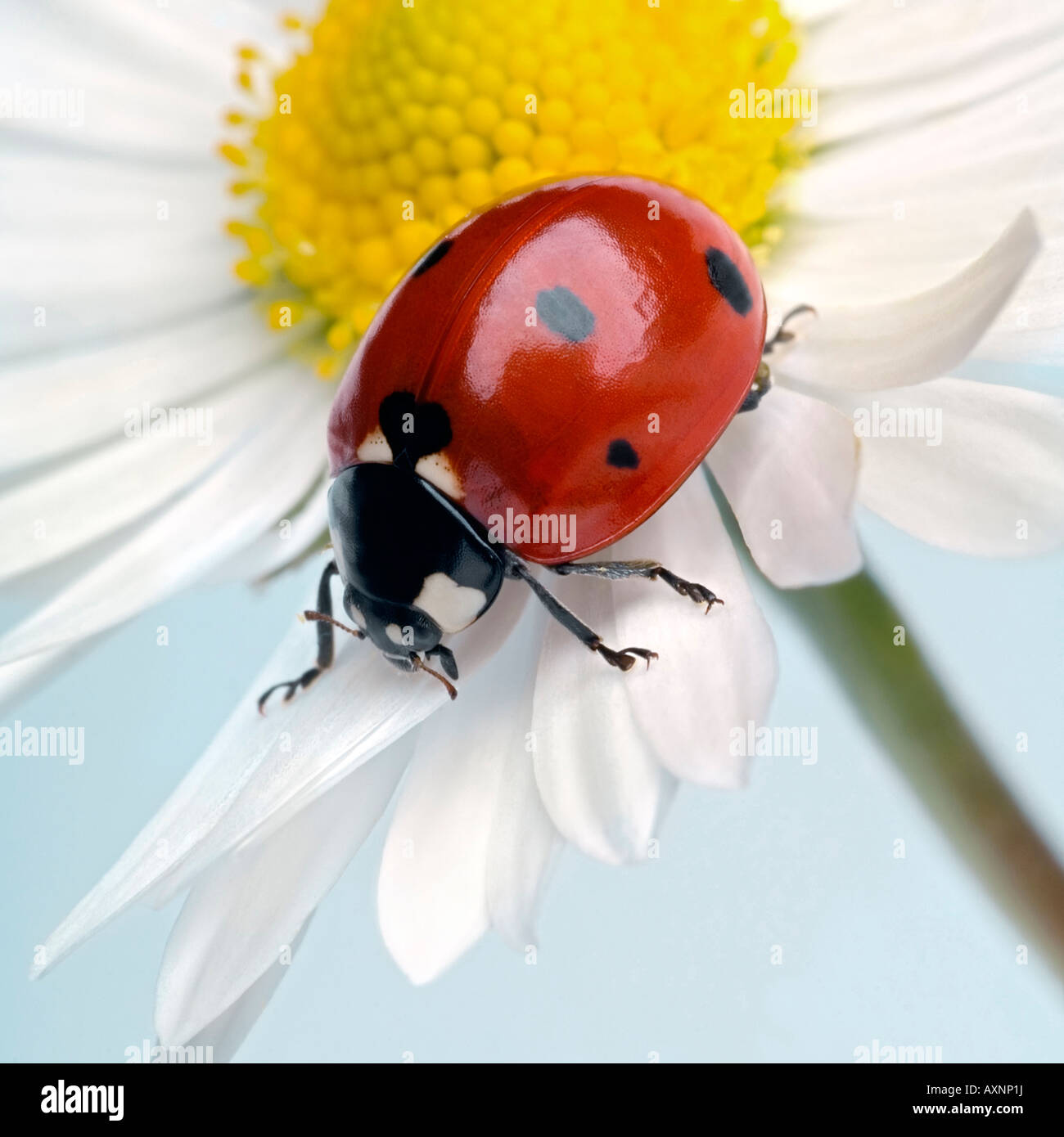 Marienkäfer auf einer Blume Stockfoto