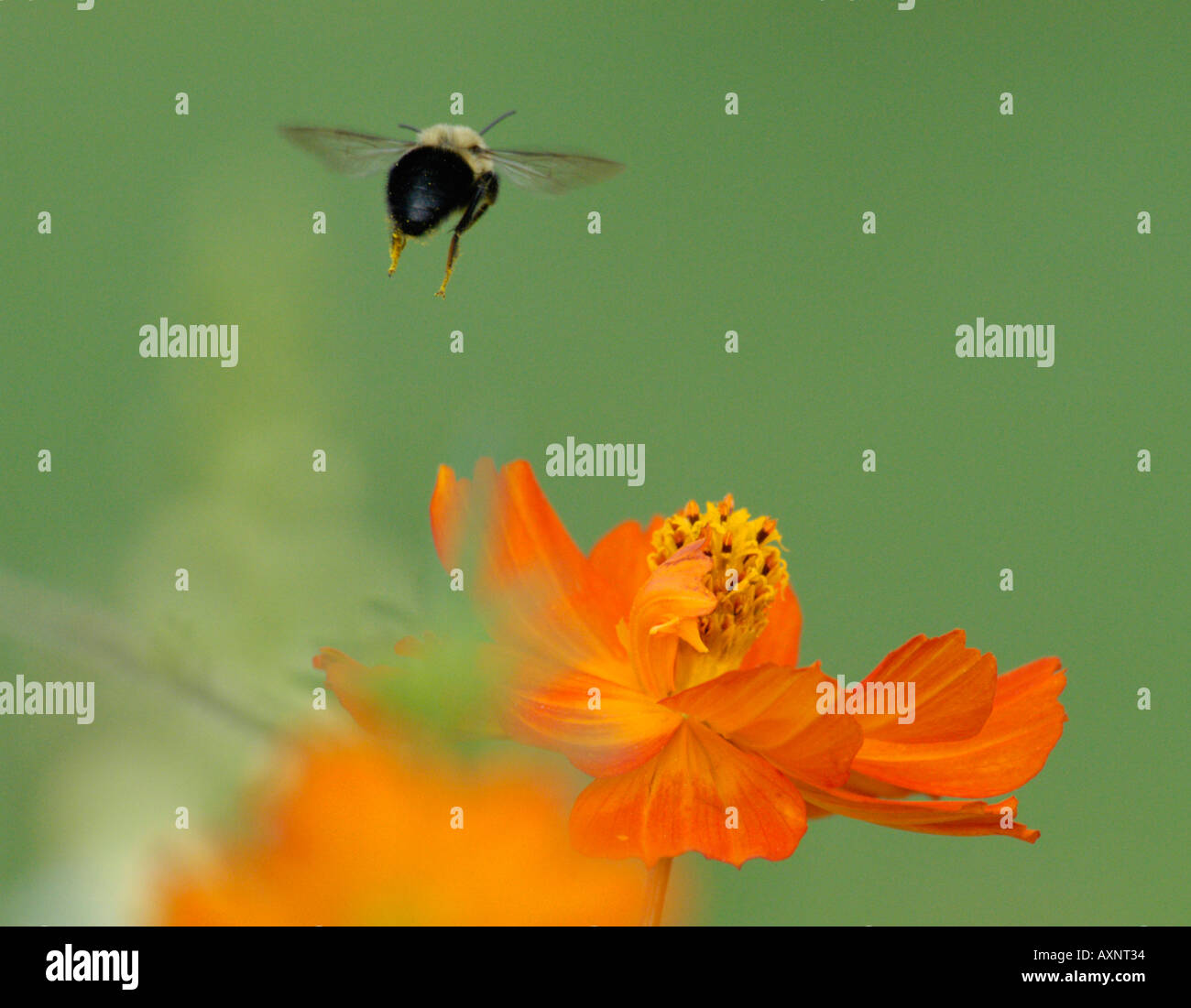 Biene im Flug Stockfotografie - Alamy
