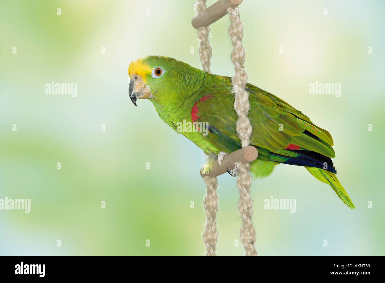 Crowned Stockfotos und -bilder Kaufen - Alamy