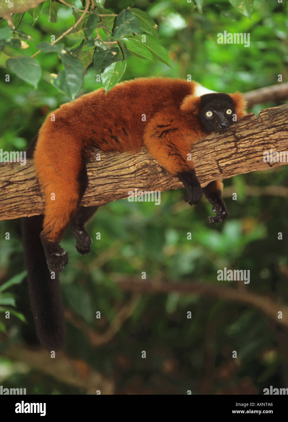 Ruffed Lemur auf Zweig Varecia Variegata liegen Stockfoto