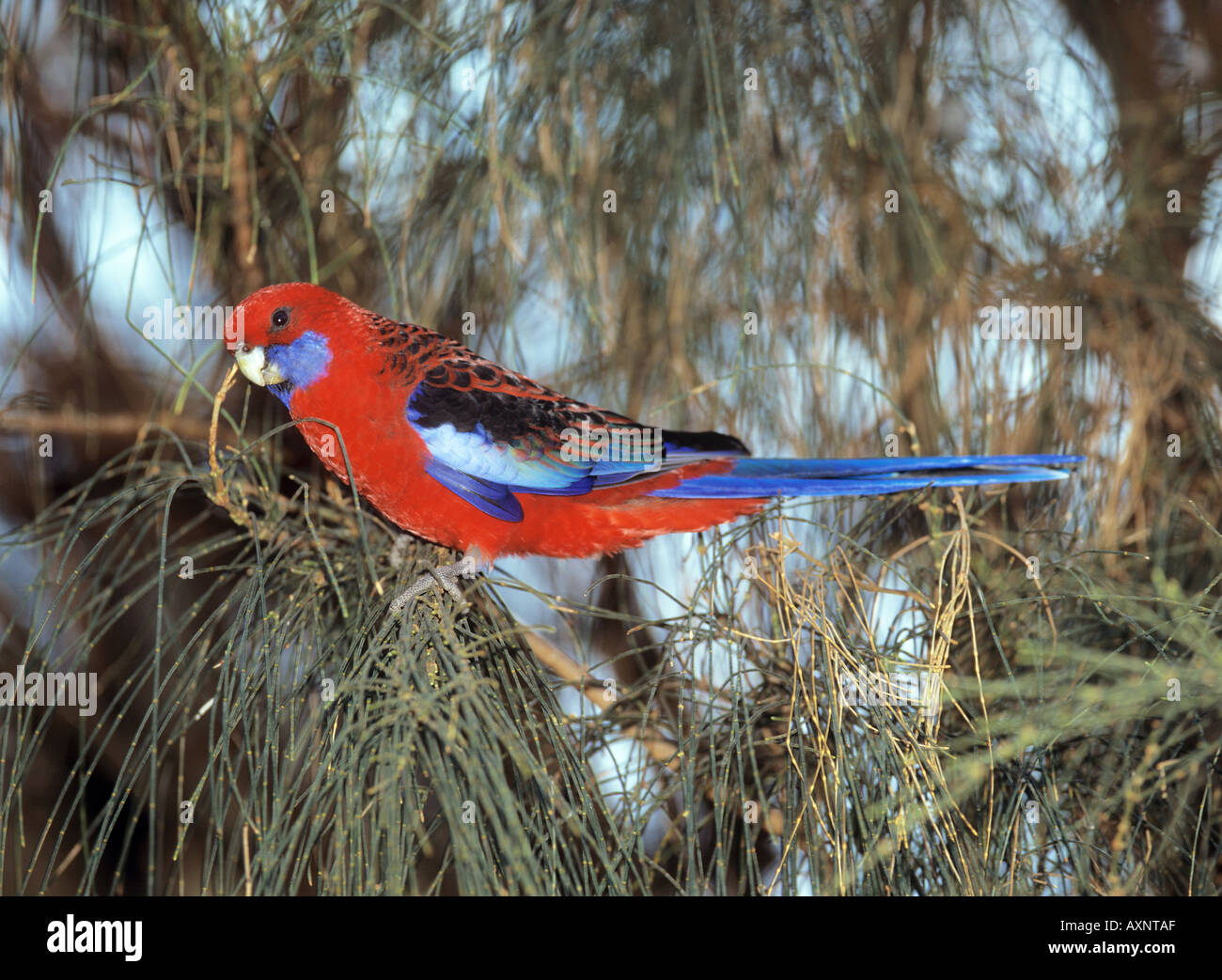 Pennantsittich auf AST Platycerus elegans Stockfoto
