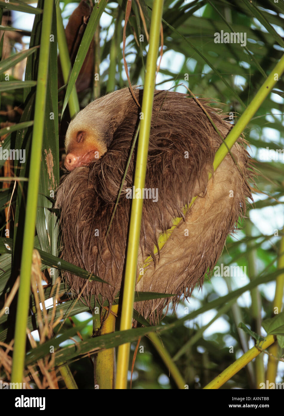 zwei toed Sloth schlafenden Choloepus didactylus Stockfoto