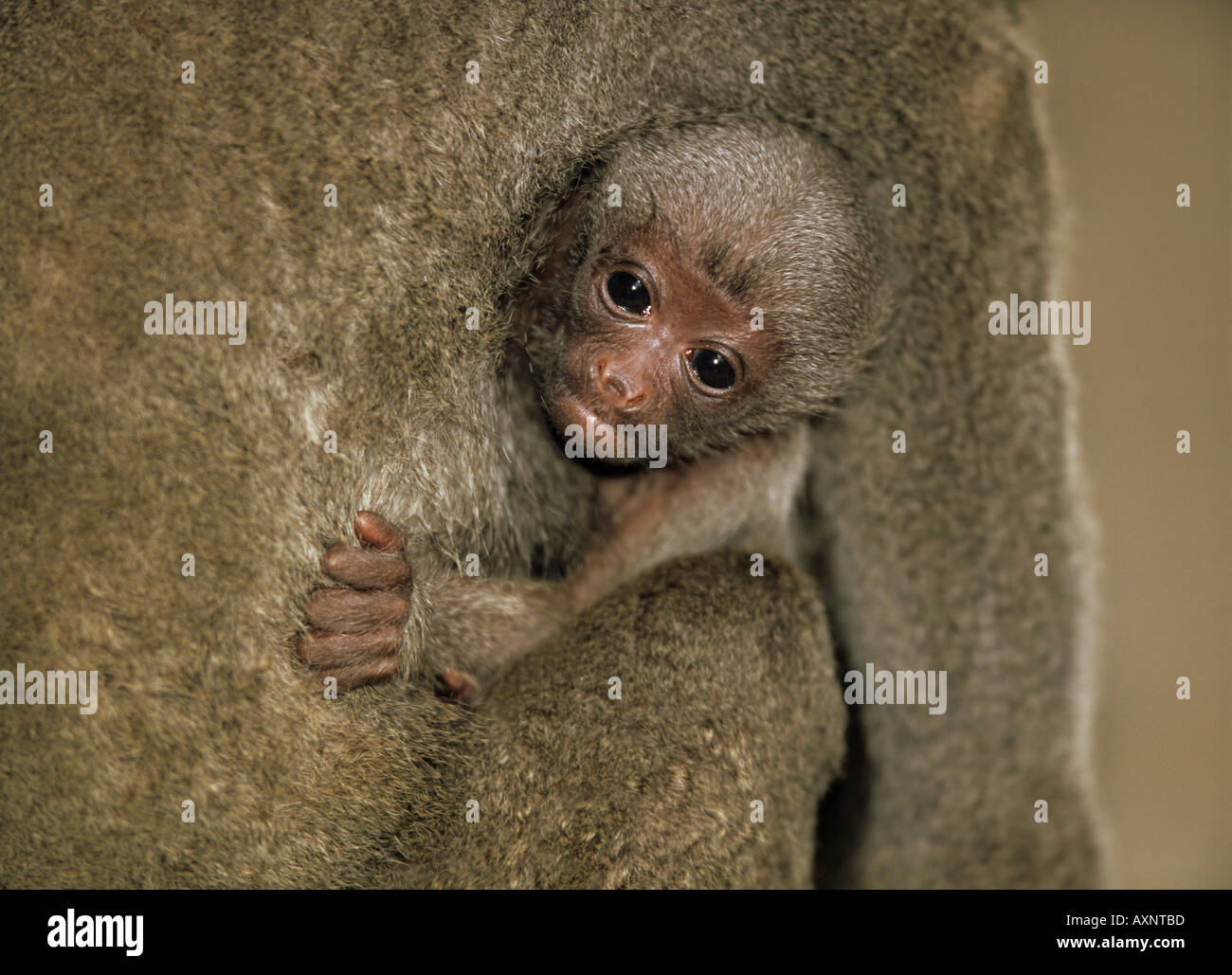 wollige Affen Cub am Arm des Staudamms Lagothrix lagothricha Stockfoto