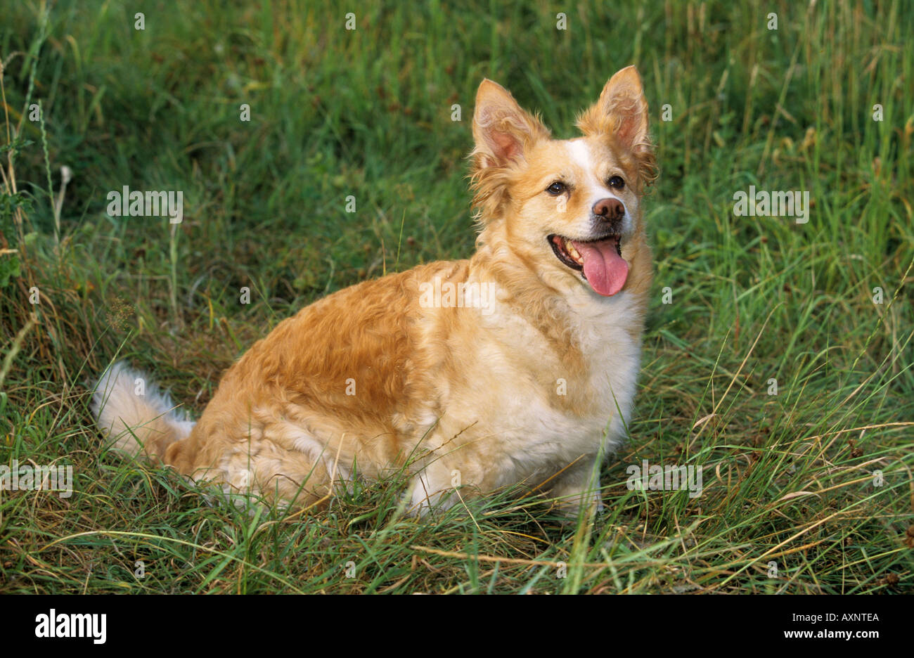 Hybrid-Hund Dackel Spitz sitzen auf der Wiese Stockfotografie - Alamy