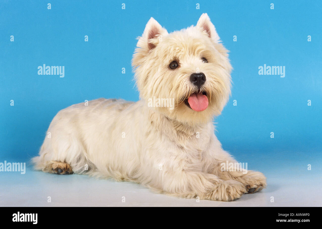 West Highland Terrier Hund - liegend - Ausschneiden Stockfoto