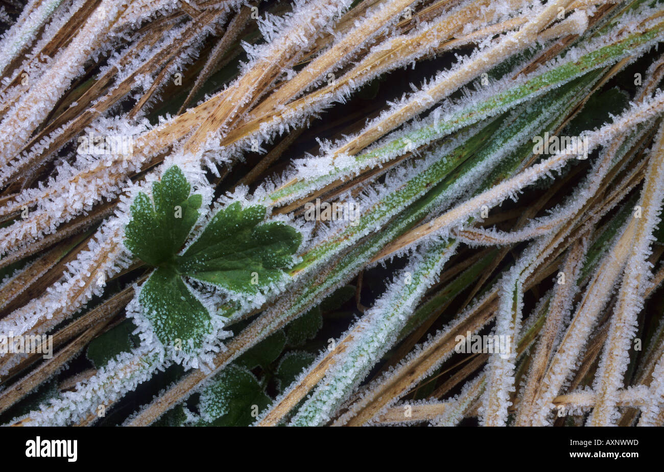 Blatt im frostigen Rasen gefrostet Stockfoto