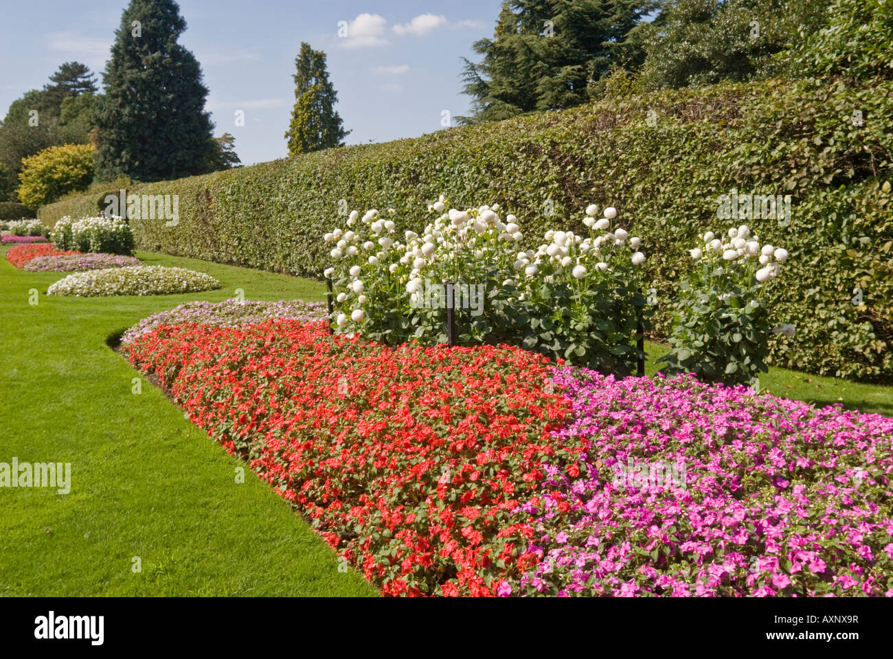 Impatiens-Blumenbeet Wisley RHS Gärten Surrey GB UK Stockfoto