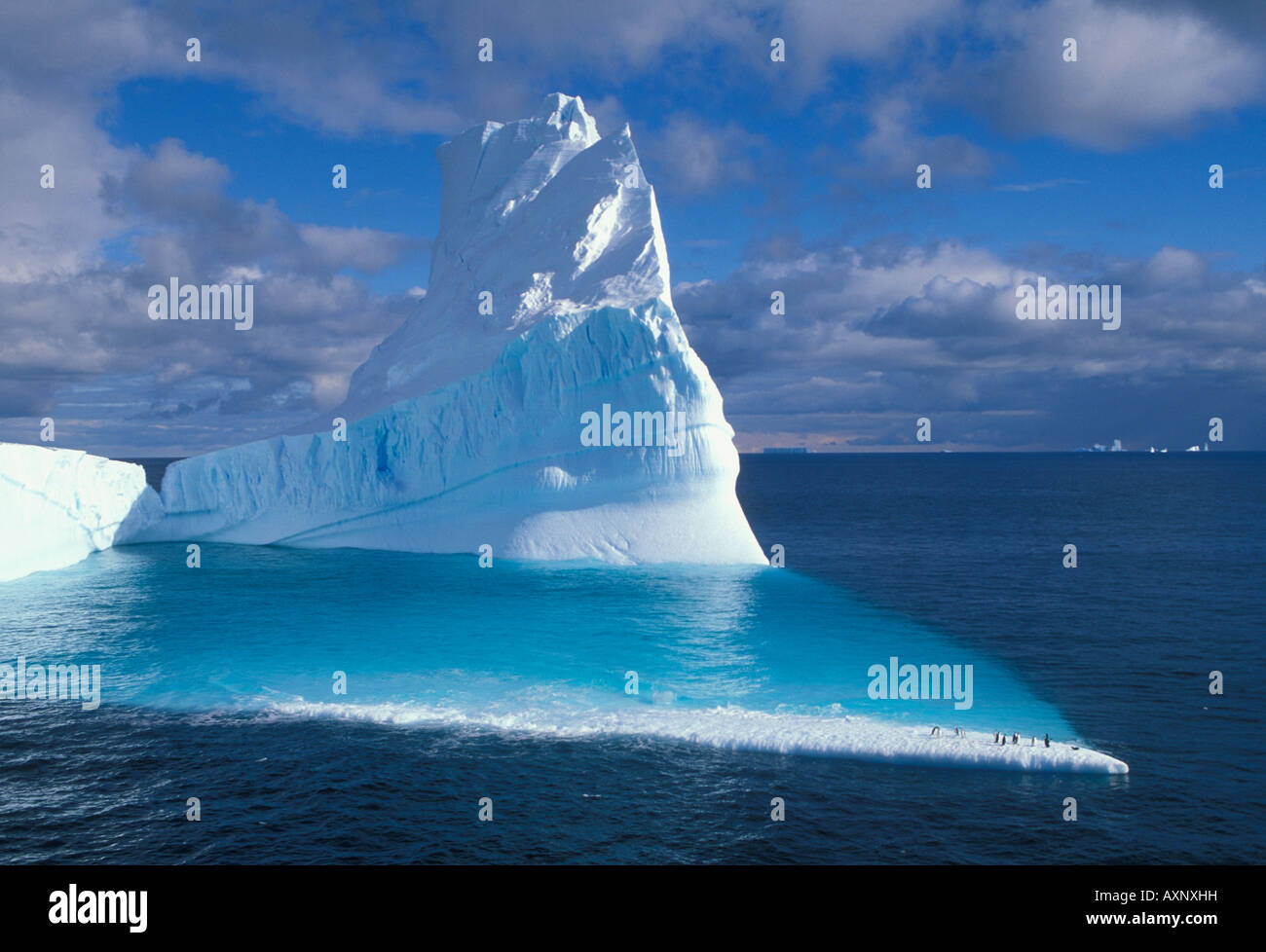 Pinguine am Eisberg, Anvers Island, antarktische Halbinsel Stockfoto