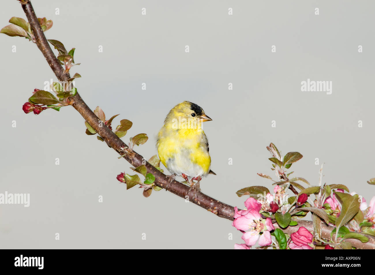 Männliche amerikanische Stieglitz, Zuchtjahr Tristis, auf einem Bein voller Blüten. Oklahoma, USA. Stockfoto