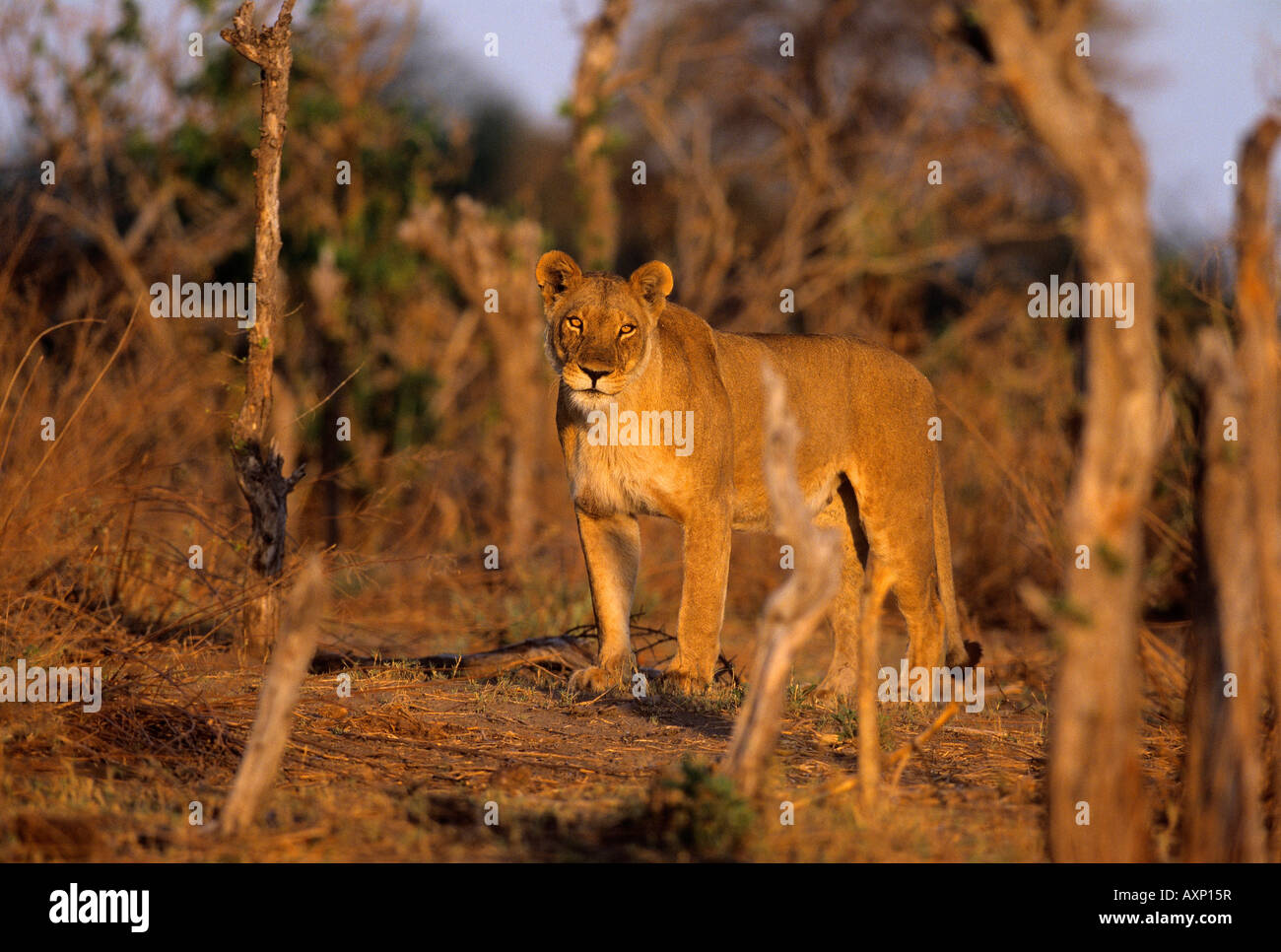 Löwe Panthera Leo weiblich am Abend im Moremi Game Reserve Okavango Delta Botswana Stockfoto