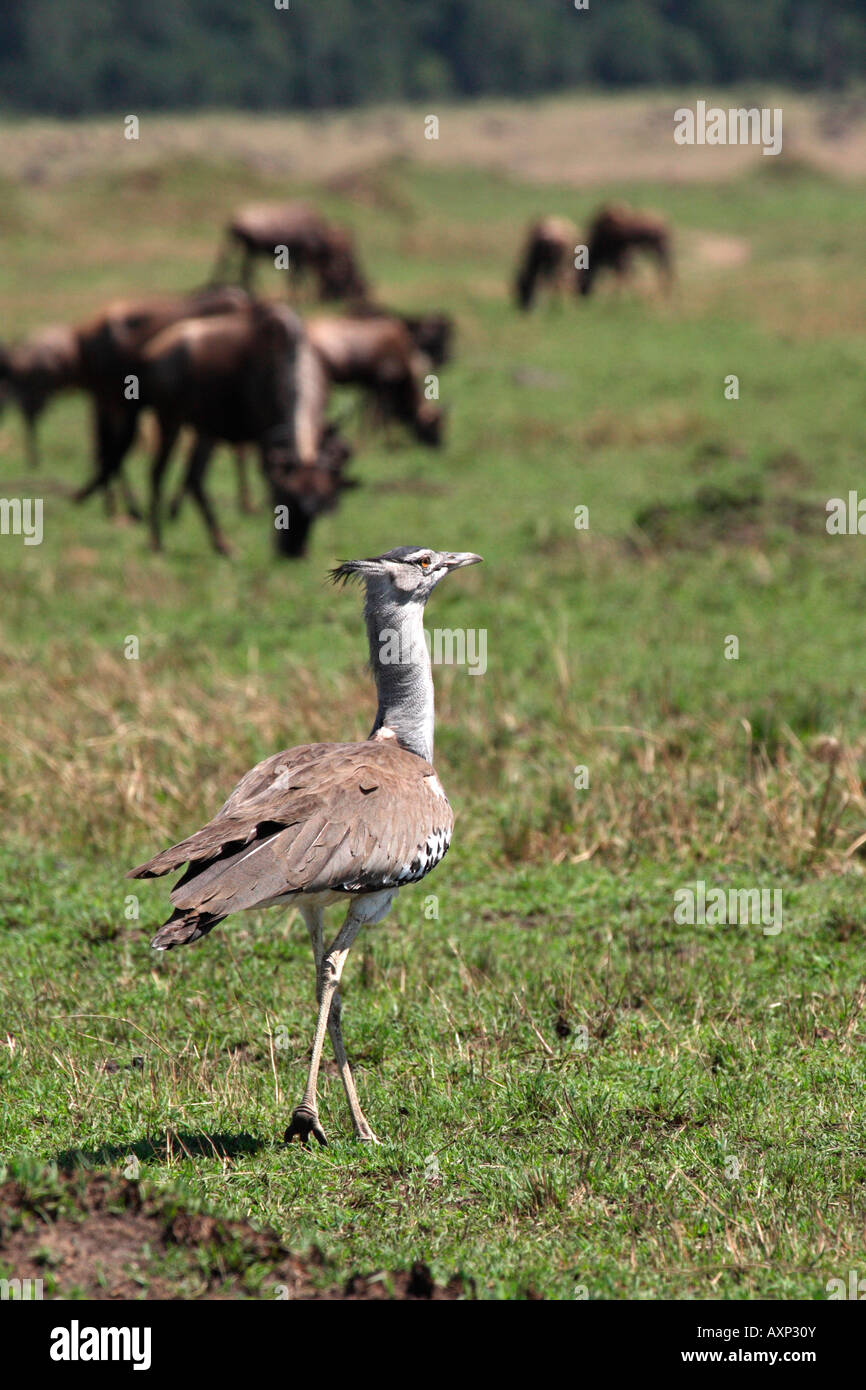 Kori Bustard mit Gnus In der Masai Mara Kenia Hintergrund Stockfoto