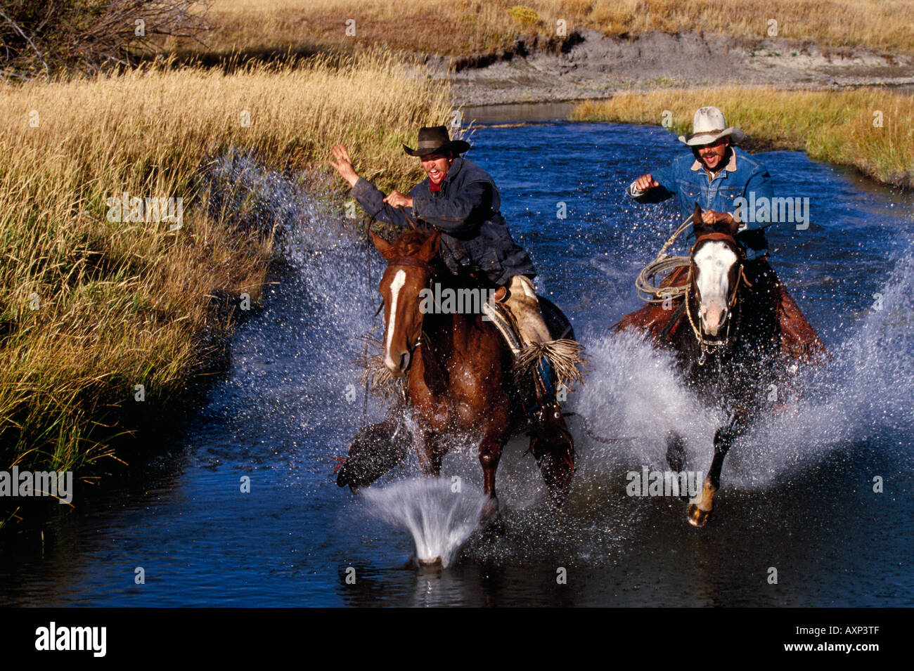 Cowboys auf galoppierenden Pferden Stockfoto