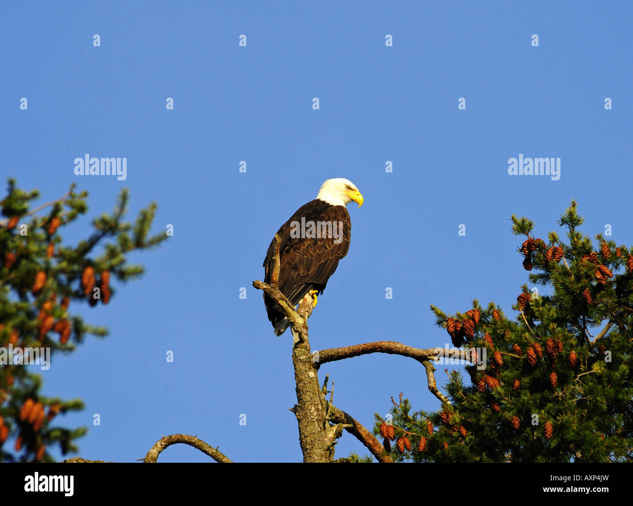 Weißkopfseeadler (Haliaeetus Leucocephalus) Stockfoto