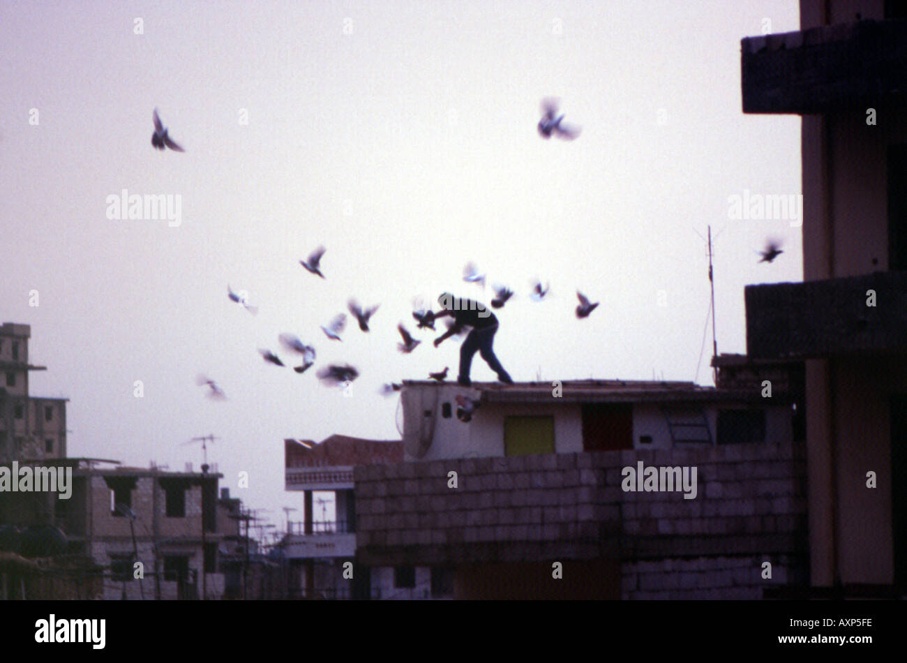 Taube-Züchter-Aktivität auf der Oberseite Gebäude Beirut Libanon Stockfoto