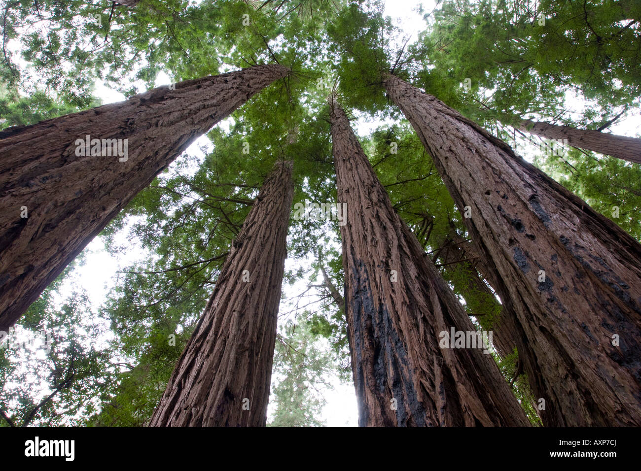 Coast Redwood-Bäume an der John Muir Woods Marlin Kalifornien USA Stockfoto