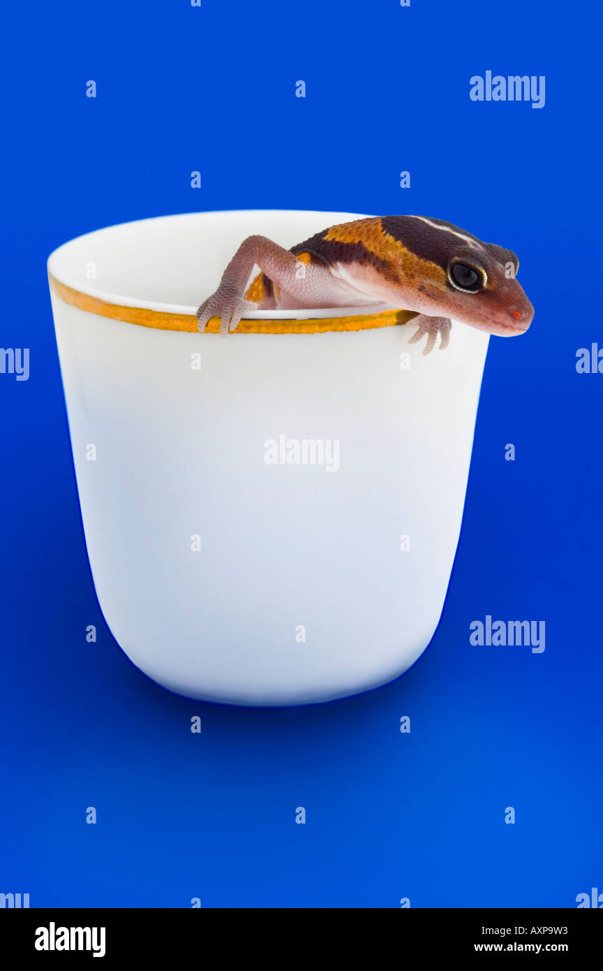 Afrikanische Gecko im Cup Stockfoto