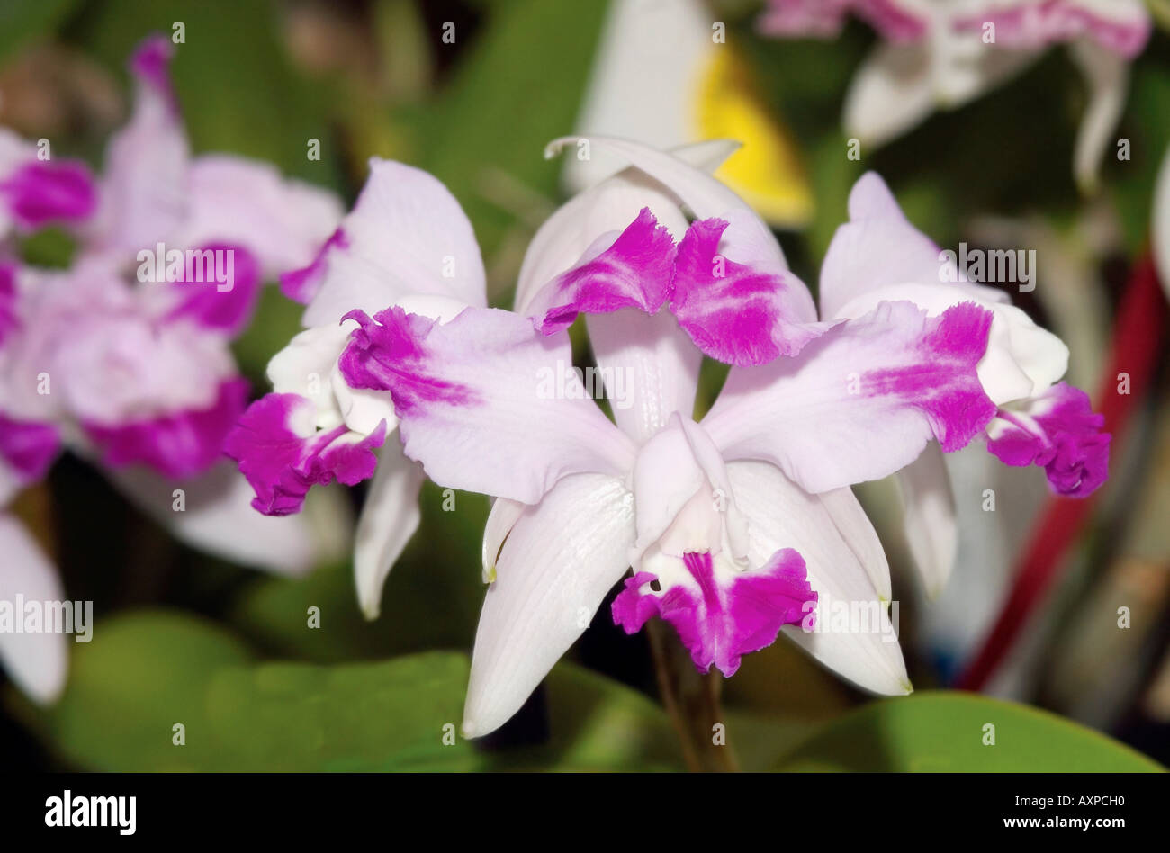 Cattleya Orchidee Blumen Stockfoto