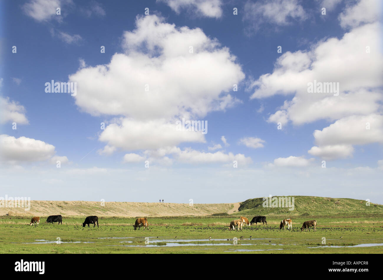 Rinder auf küstennahen Weiden Sumpf Salthouse, Norfolk, Großbritannien Stockfoto