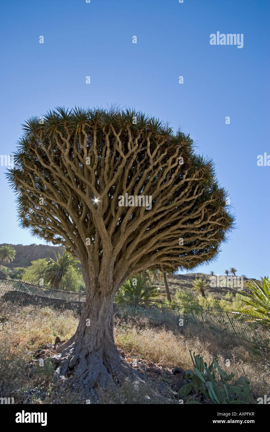 Drachenbaum, La Gomera, Kanarische Inseln, Spanien Stockfotografie - Alamy