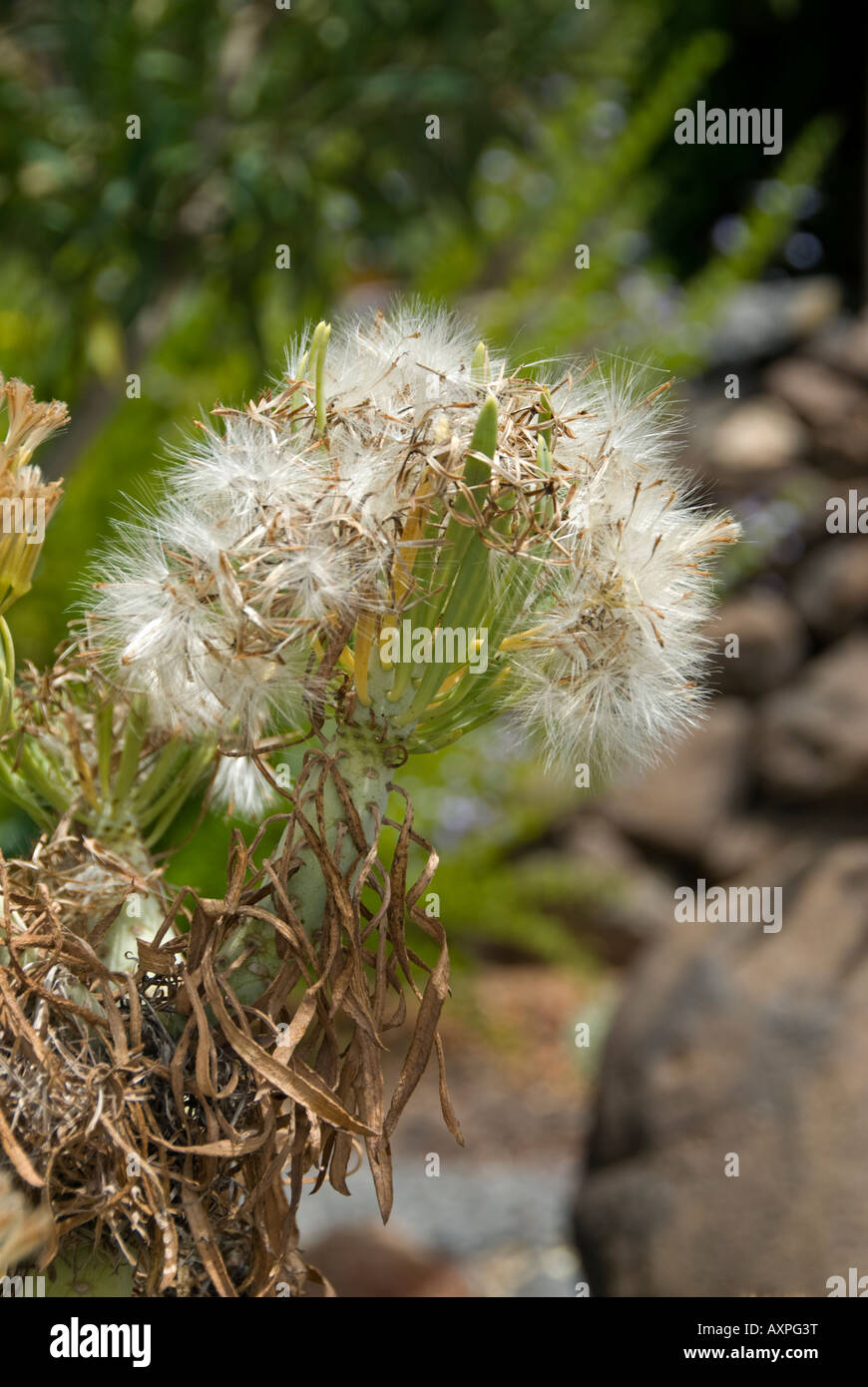 Drachenbaum (Dracaena Draco) Botanischer Garten La Gomera Kanarische Inseln Spanien Stockfoto