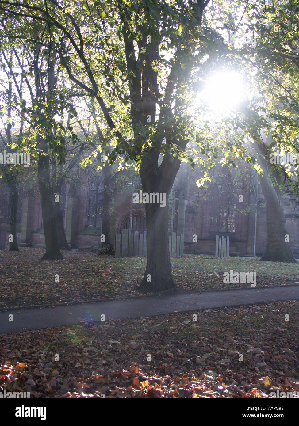 Herbstsonne Bäume in einem nebligen Kirchhof durchströmen. Stockfoto