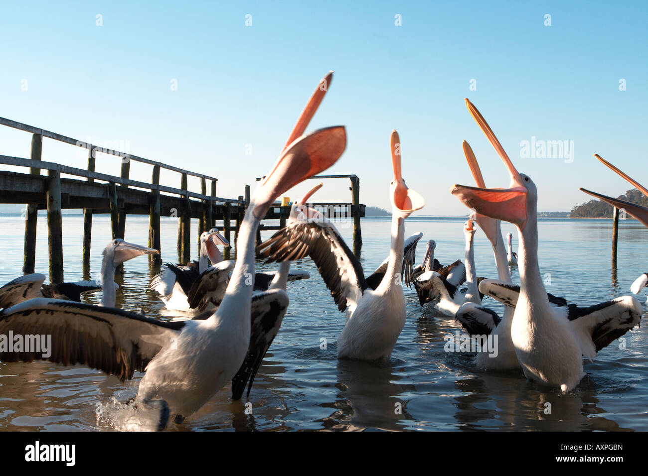 Pelikane in der Nähe von St Helens, Tasmanien, Australien Stockfoto