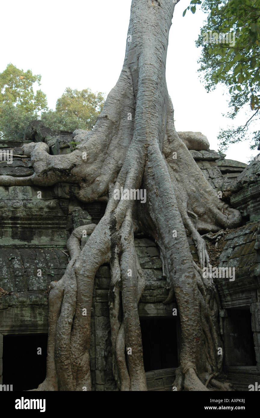 Seide – Baumwolle Baumwurzeln im Ta Prohm Tempel, Ankor, Siem Reep, Kambodscha Stockfoto