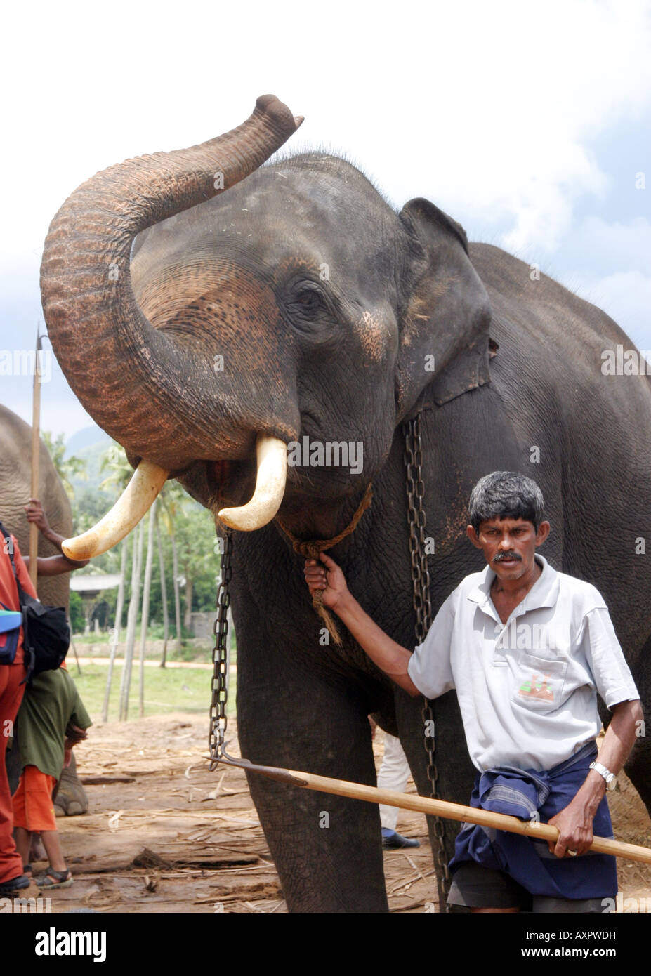 Elefantenbesitzer aus Sri Lanka - Ein Mahout-Handler zeigt seinen asiatischen Elefanten mit Stoßzähnen, das Elefantenwaisenhaus, Pinnawela, Sri Lanka, Asien Stockfoto
