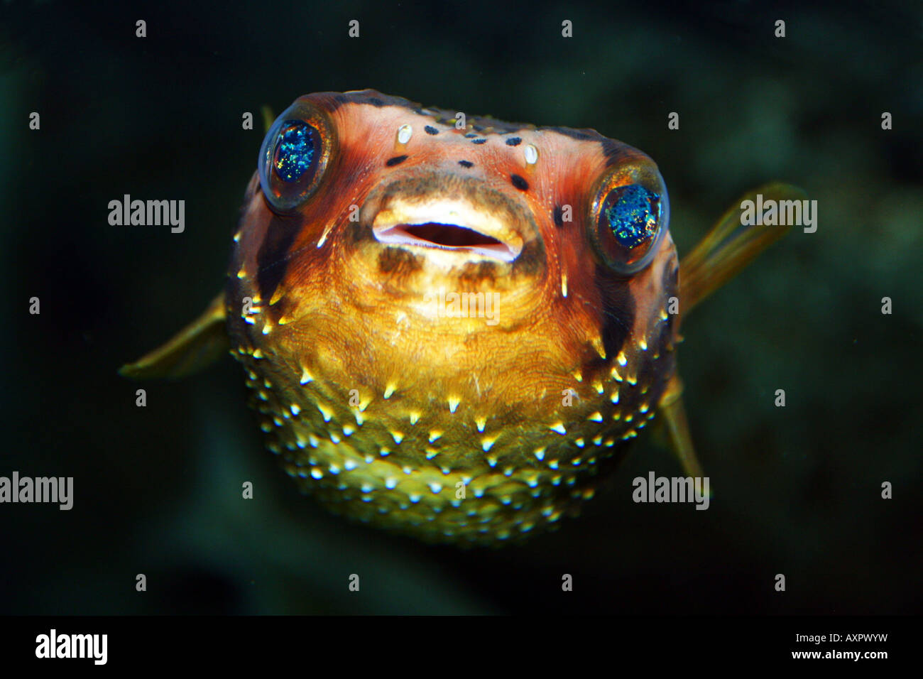 Kugelfische ausstellen im Georgia Aquarium Stockfoto