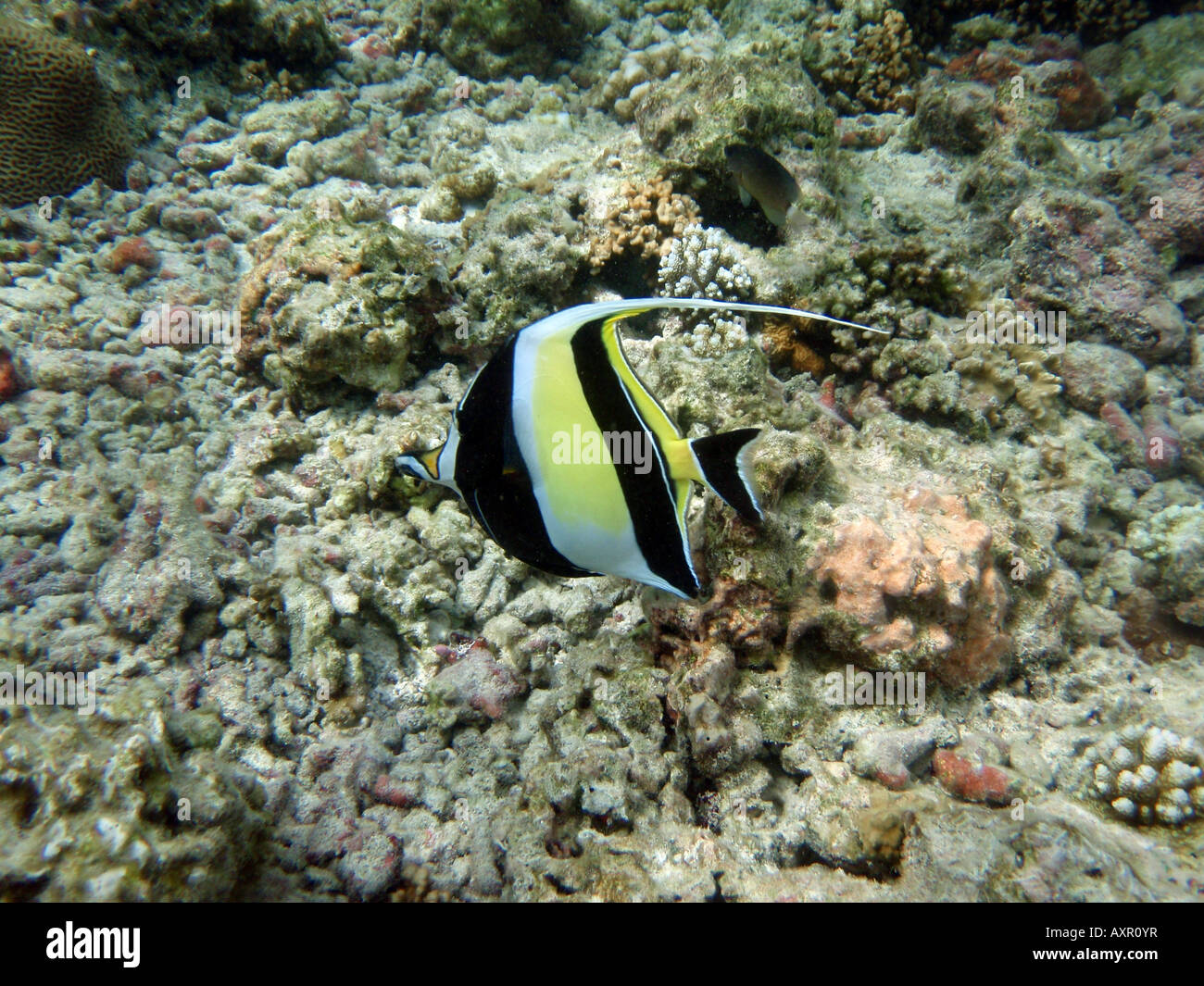 Maurische Idol [Bandos Island Reef, Kaafu Atoll, Malediven, Asien]. Stockfoto
