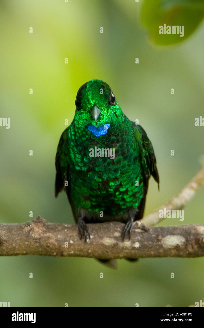 Grün-gekrönter brillante Heliodoxa Jacula Kolibri Stockfoto