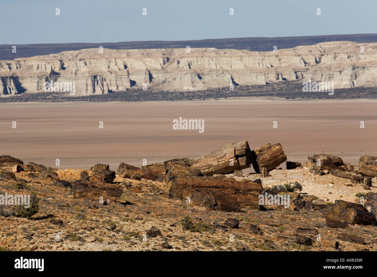 Versteinerter Wald, versteinerter Wald Jaramillo, Argentinien Stockfoto